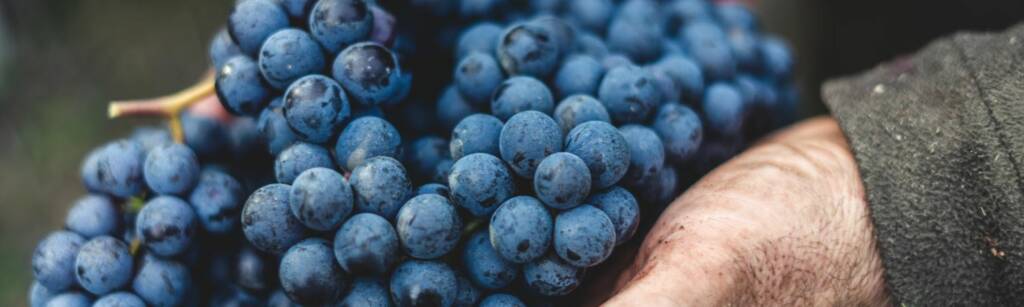 Racimo de uva tinta con la que se comienza el proceso de elaboración del vino tinto ecológico