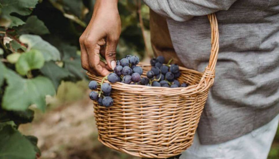 Recogida de uva como parte de la enología para elaborar vinos ecológicos