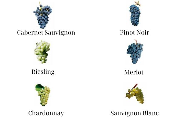 Clasificación de las distintas uvas con las que se produce el vino. Entre ellas están las uvas Cabernet Sauvignon, las uvas Pinot Noir, las uvas Riesling, las uvas Merlot, las uvas Chardonnay, y las uvas Sauvignon Blanc.