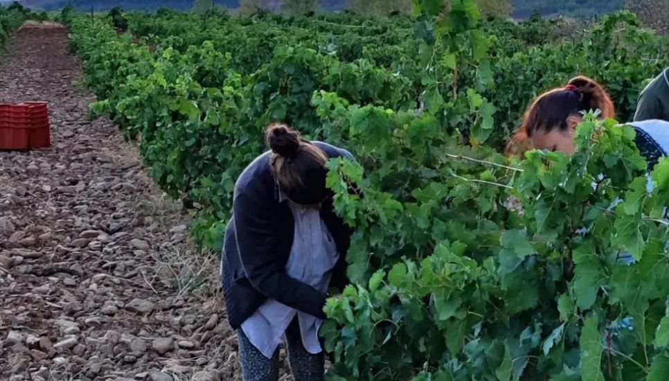Proceso de recogida del vino que se va a tener en la cata por el dia de la mujer viticultura
