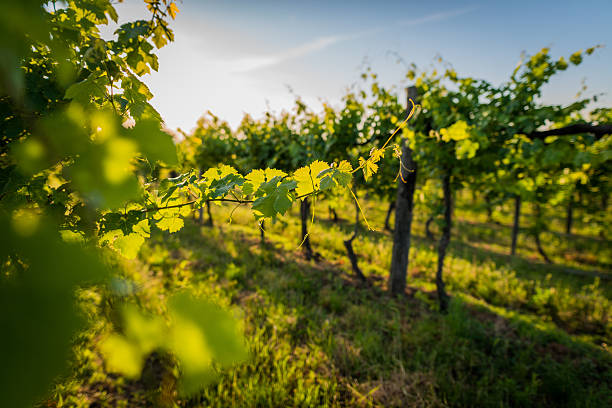 uvas de viticultura ecológica