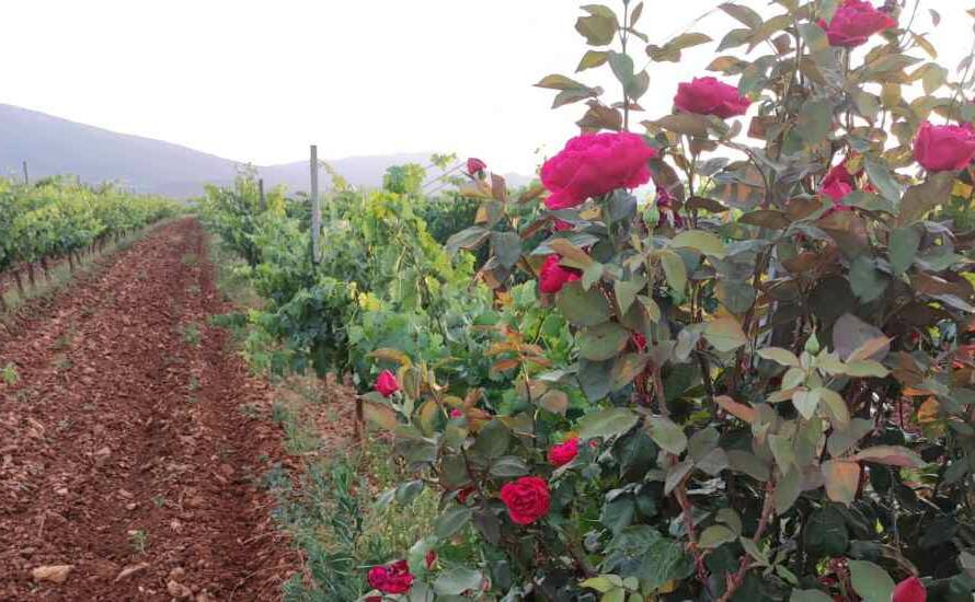 rosales en los viñedos de Bodegas Vertijana