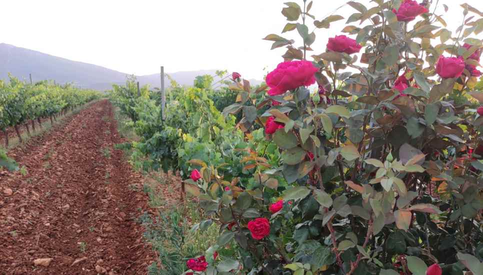 rosales en los viñedos de Bodegas Vertijana