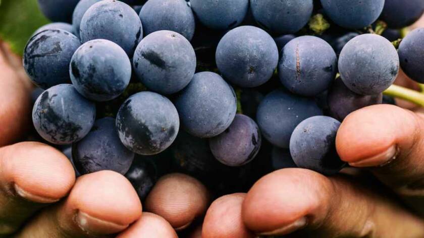 La vendimia, un proceso de recolección de uvas
