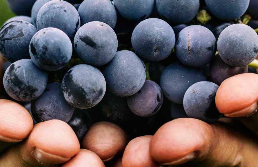 La vendimia, un proceso de recolección de uvas